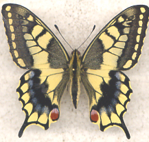 Papilio machaon aberrant2 (Internet Image property of respective owner, non-commercial use only)